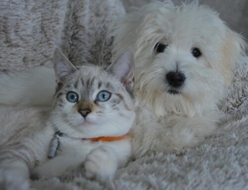 Kedi ve Köpek Alerjisi Olanlarda Tedavi İçin Ne Yapılmalıdır?