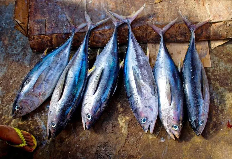 Balık Alerjisi Belirtileri - Teşhisi ve Tedavisi