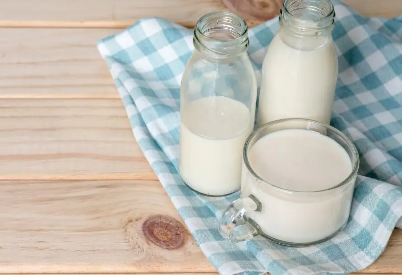İnek Sütü Alerjisinde Deve Sütü Verilir Mi