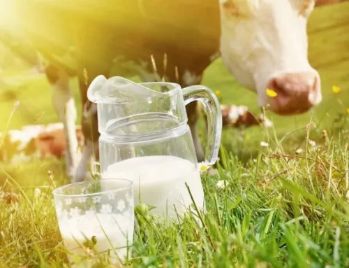 İnek Sütü Protein Alerjisi Olan Bebeğin Annesi Nasıl Beslenmelidir?