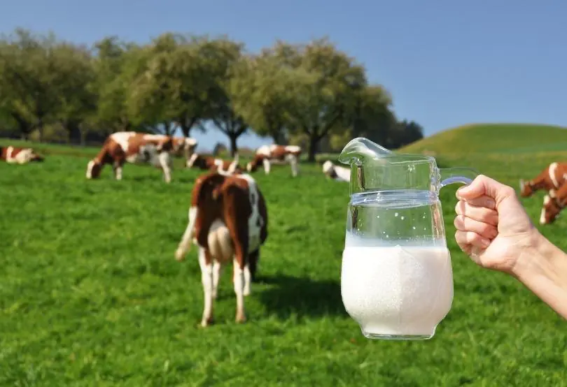 İnek sütü alerjisi tedavisi nasıl yapılır