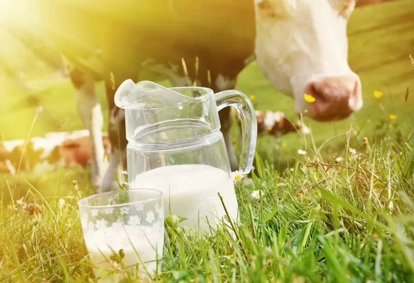 İnek sütü alerjisinin belirtileri nelerdir