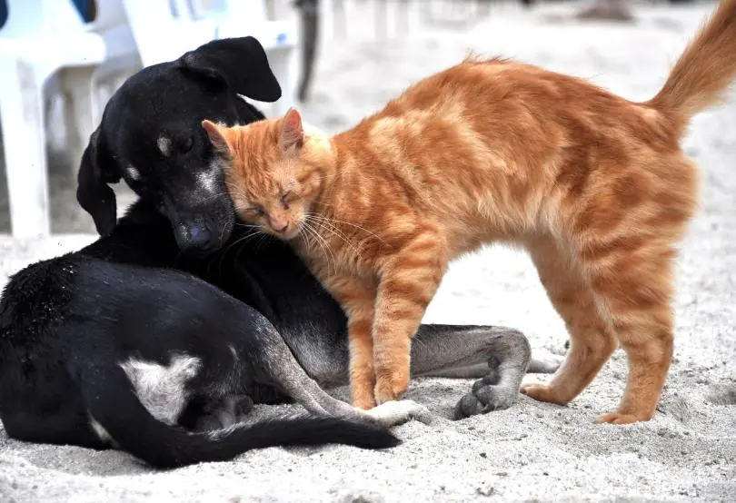 Kedi ve Köpek Alerjisi Sonucunda Ne Gibi Alerjik Durumlar Görülür